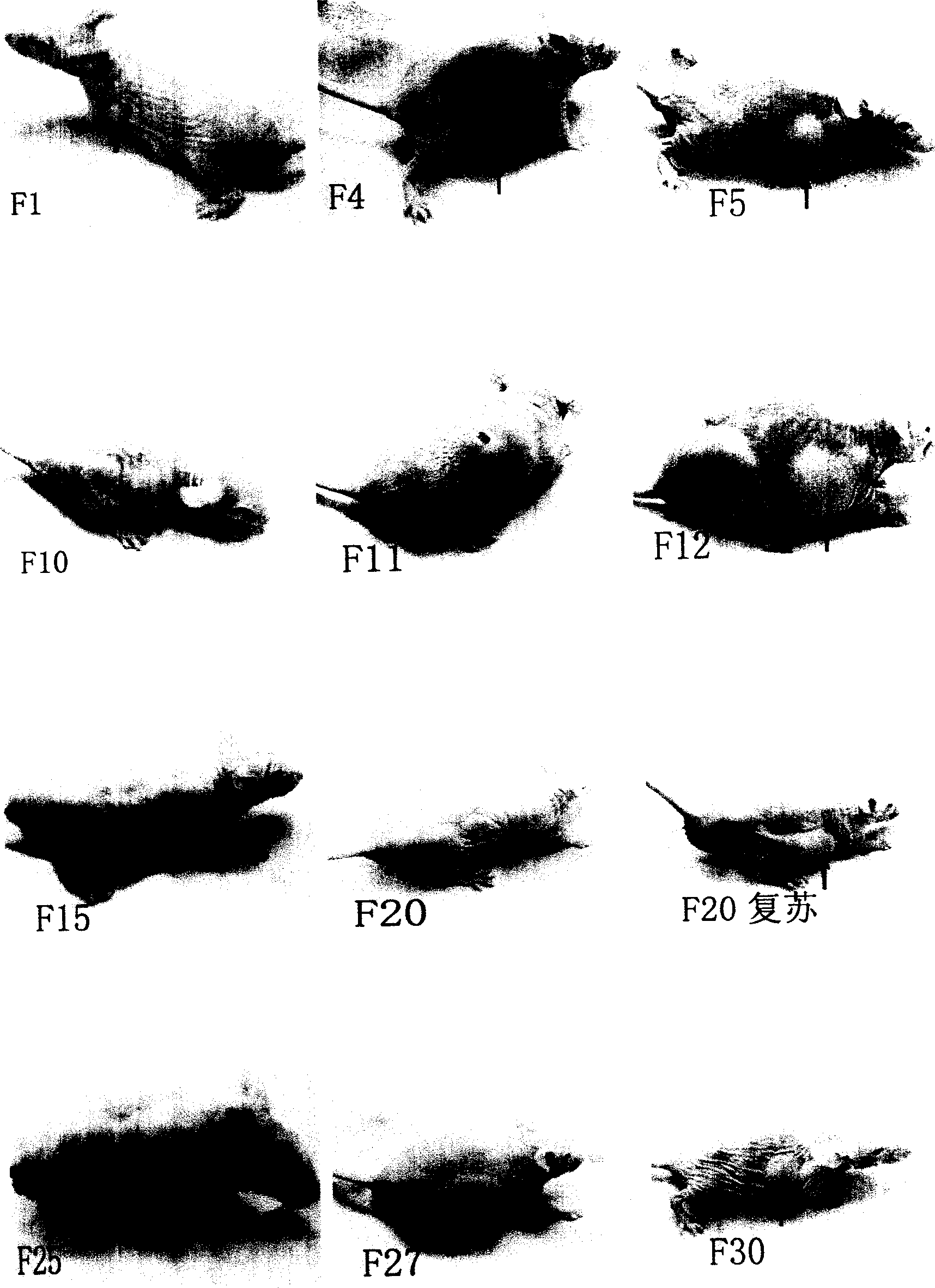 Method for establishing extranodal nasal type NK/T-celllymphoma animal model