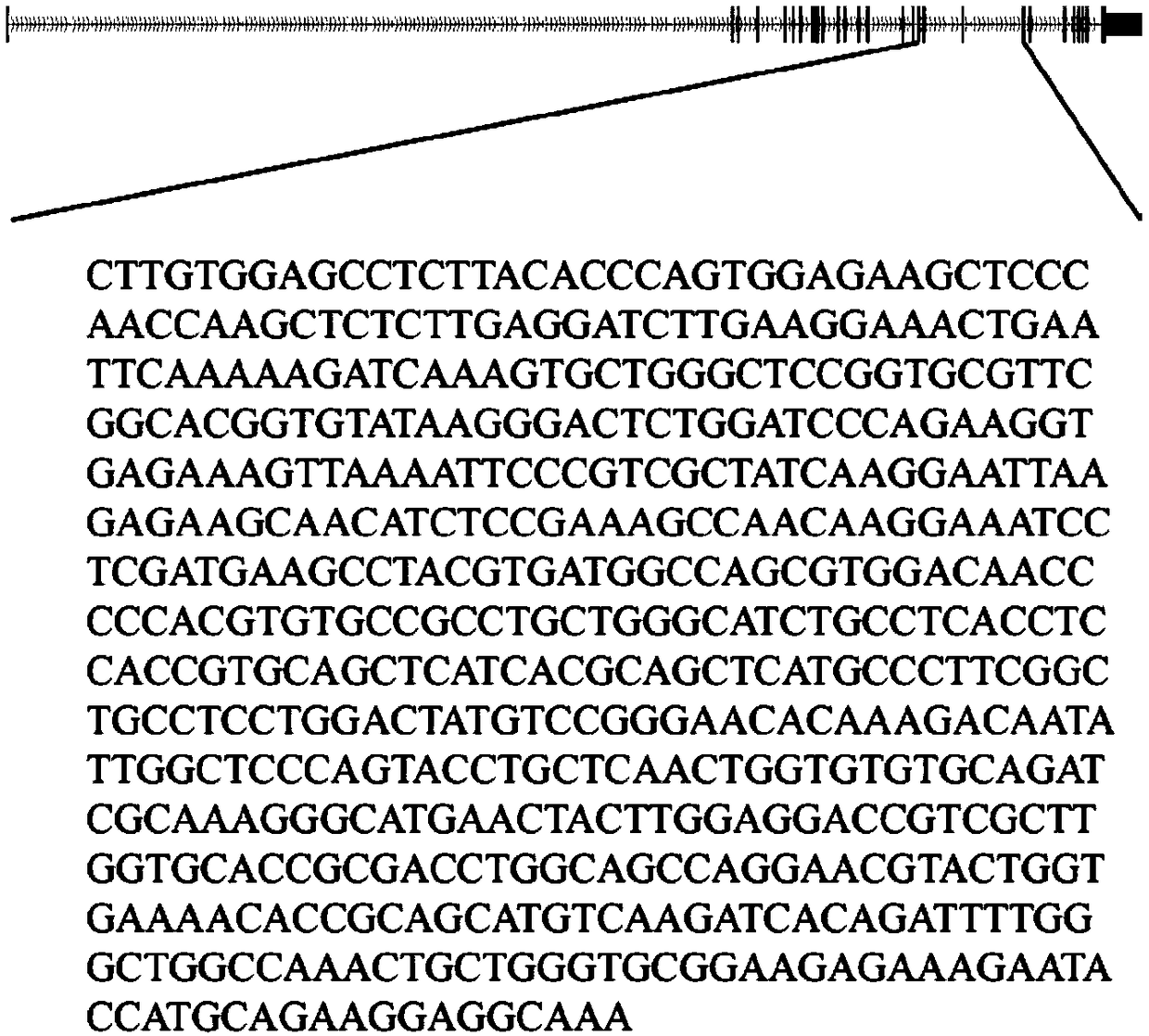 EGFR and HER2 gene mutation detection kit and detection method, and applications thereof