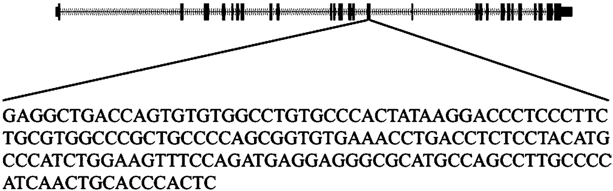 EGFR and HER2 gene mutation detection kit and detection method, and applications thereof