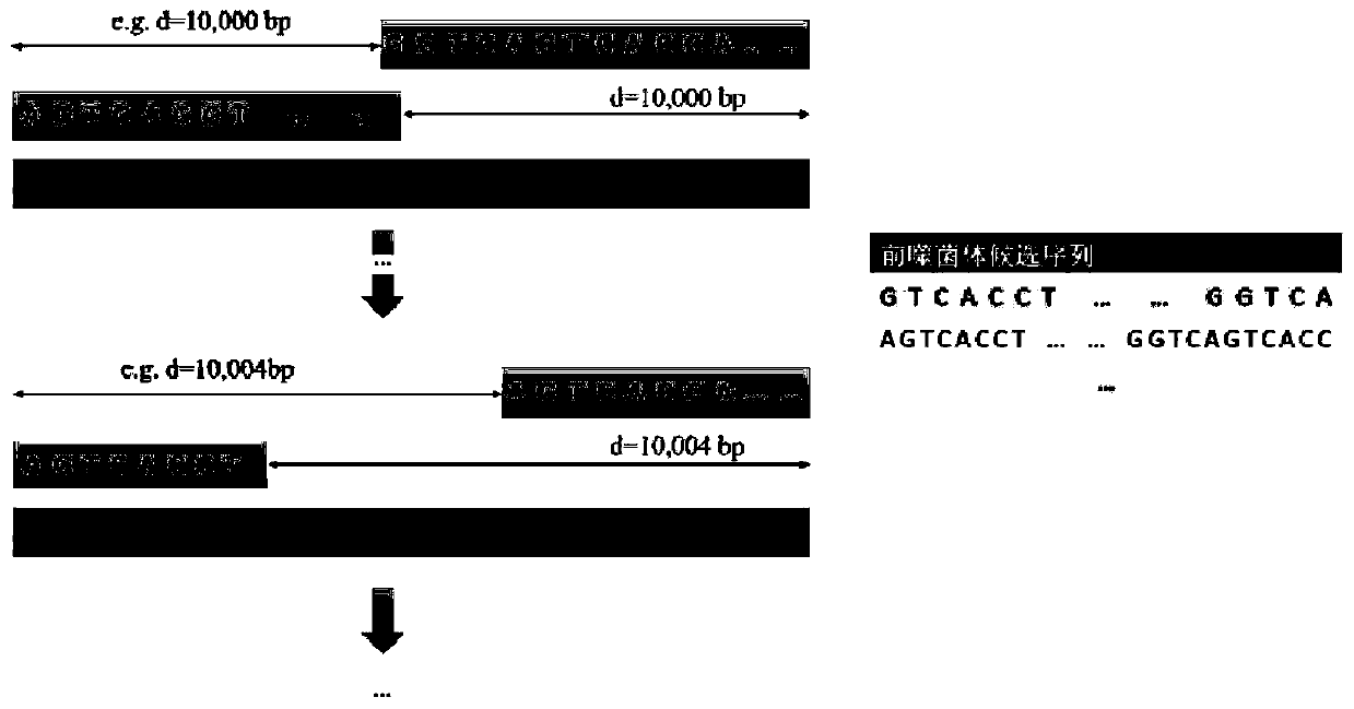 Detection method for functional prophage as well as location and sequence thereof in bacteria