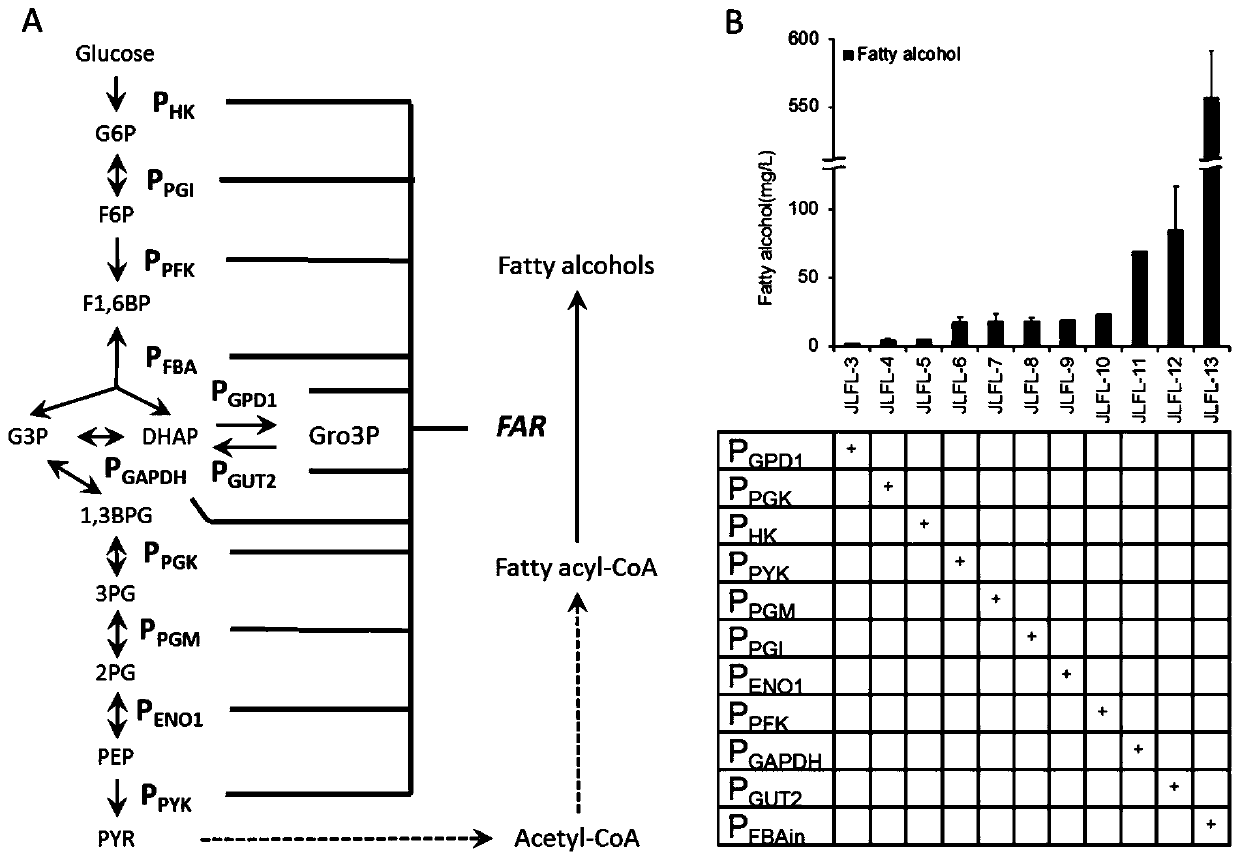 Application of glycometabolism and lipid metabolism for improving synthetic yield of fatty acid derivatives by yarrowia
