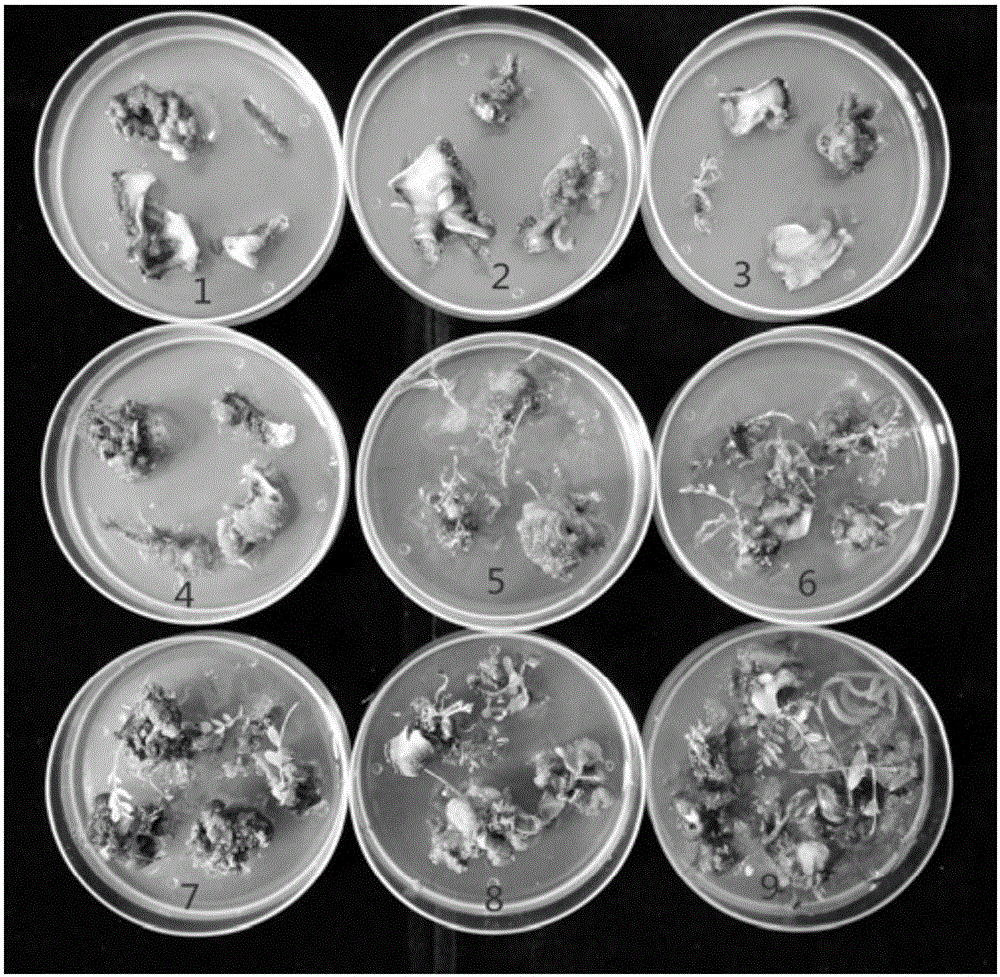 Establishing method of Gleditsia vestita Chun et Howex B.G.Li.tissue culture regeneration system
