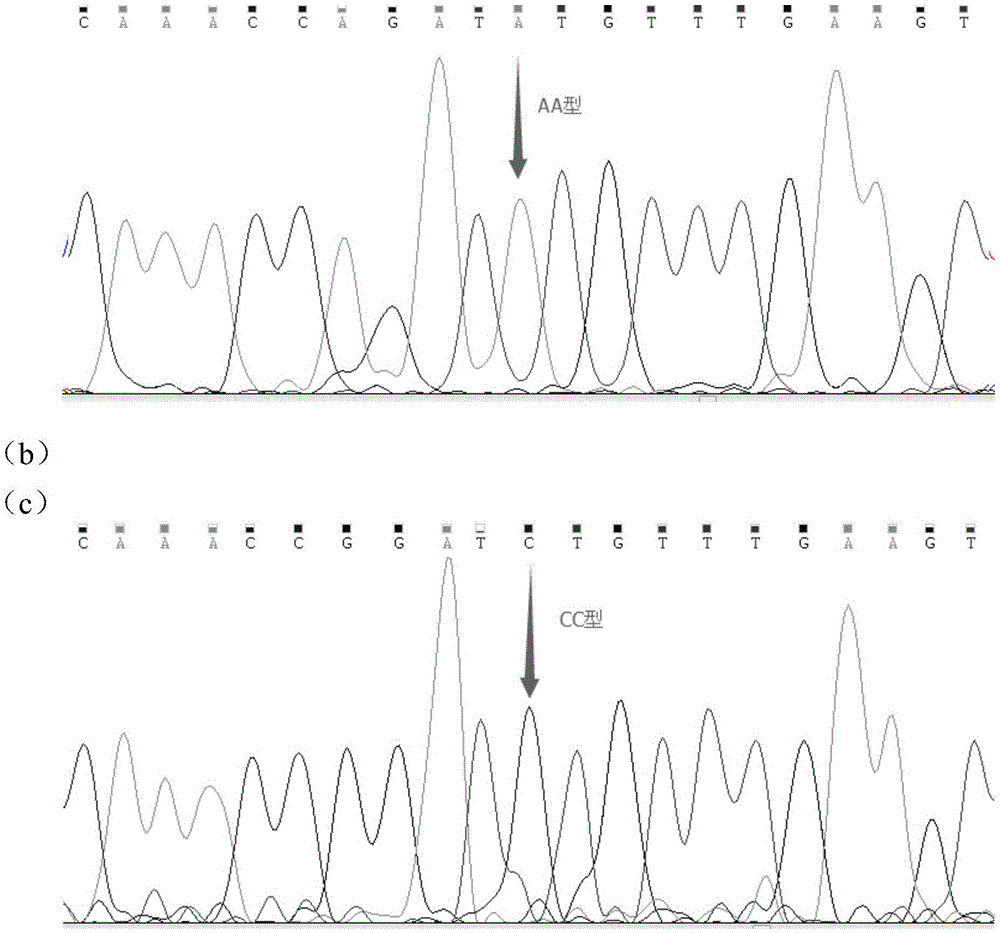 Molecular marker influencing feed conversion ratio character of pig and application