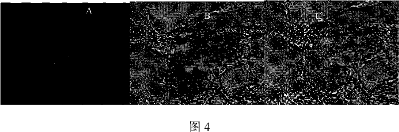 Method for amplifying candidate stem cell