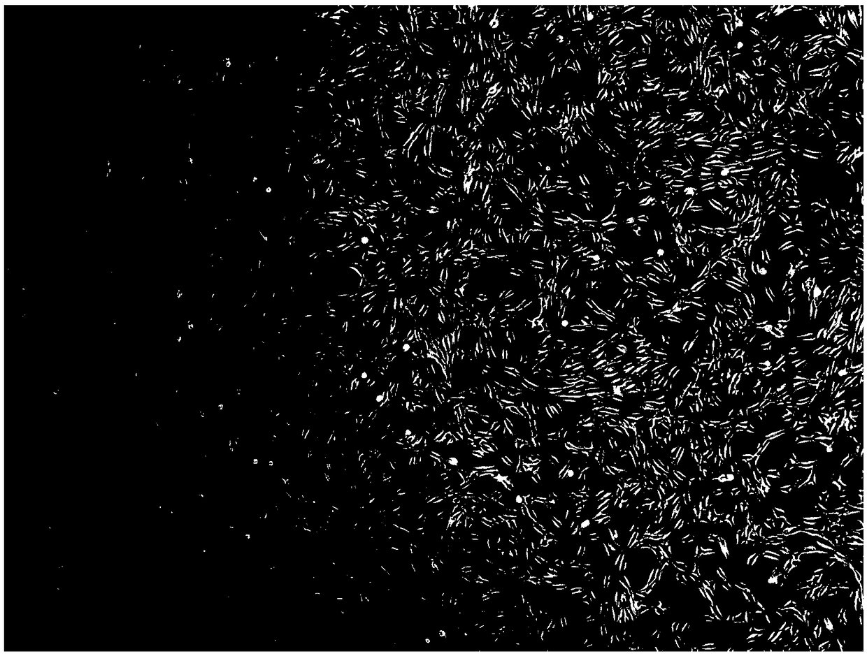 Cell freezing medium