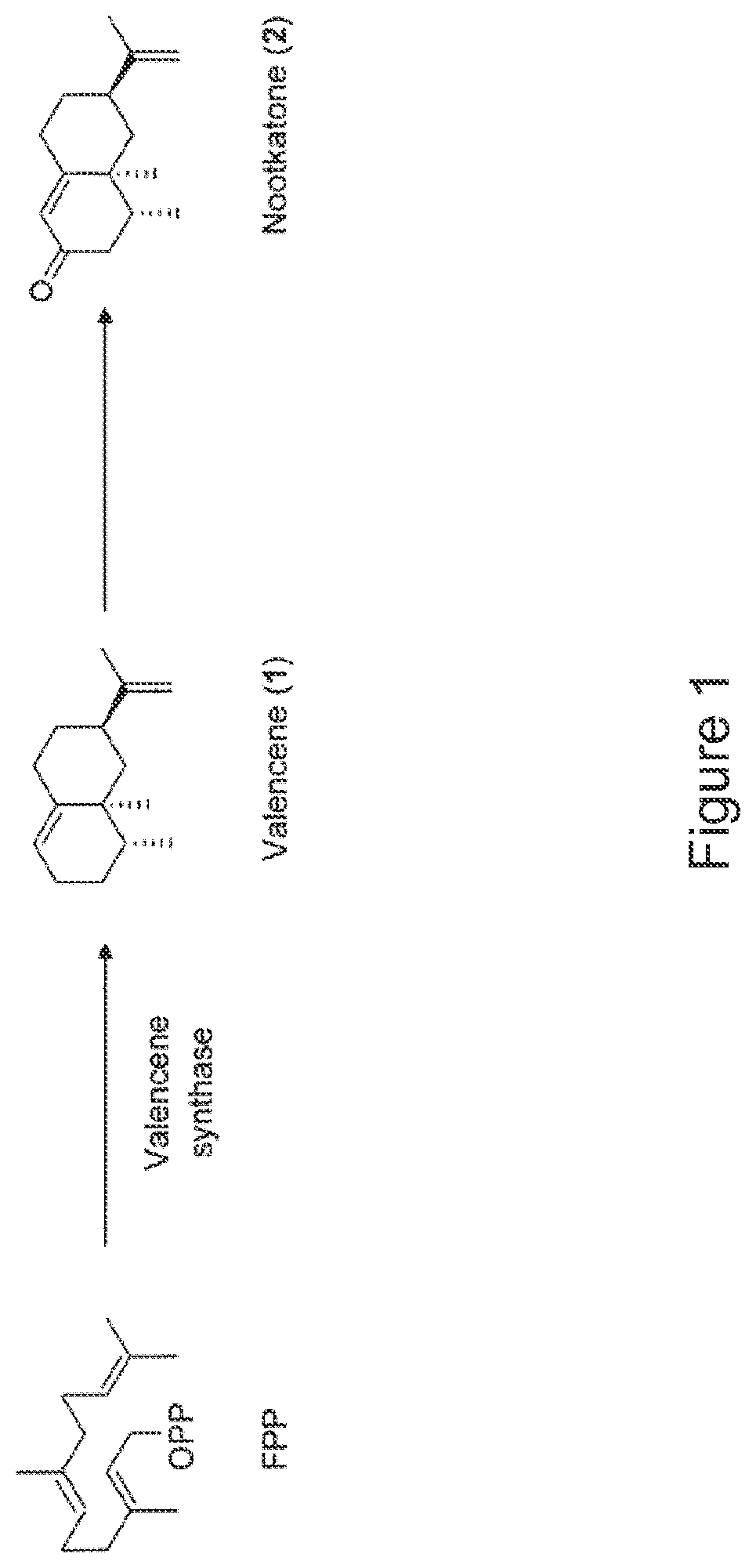 Methods and compositions for the treatment of infections and arthropod infestation