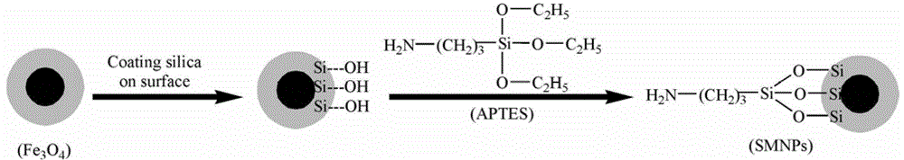 Immunomagnetic separation-ELISA detection method of alicyclobacillus in fruit juice