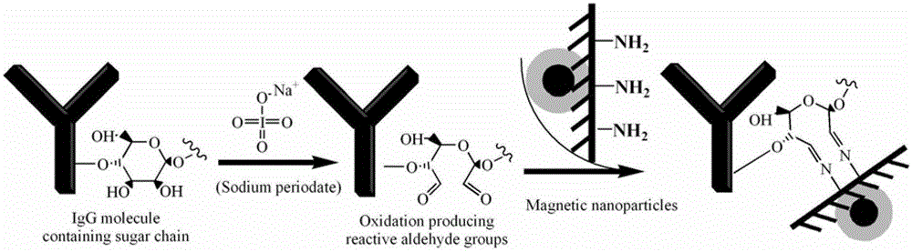 Immunomagnetic separation-ELISA detection method of alicyclobacillus in fruit juice