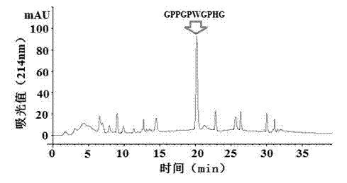 Iron chelation application of Trichiutus haumela bone iron-chelated collagen peptide