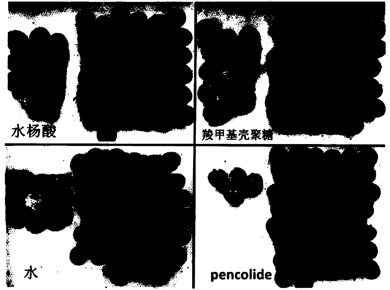 Application of compound pencolide in preparation of preservative