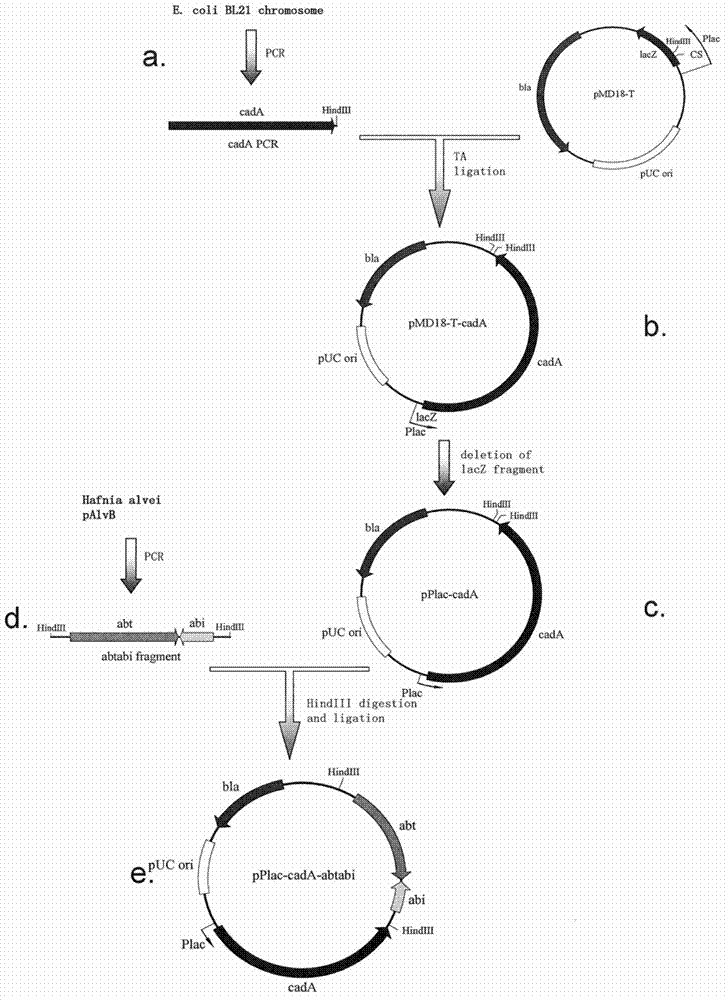 Recombinant expression plasmid vector stable in Hafnia alvei, and application thereof
