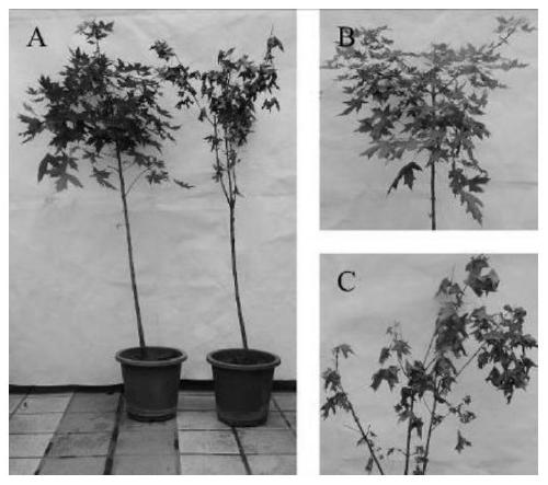 A kind of composite antibacterial agent and its application method