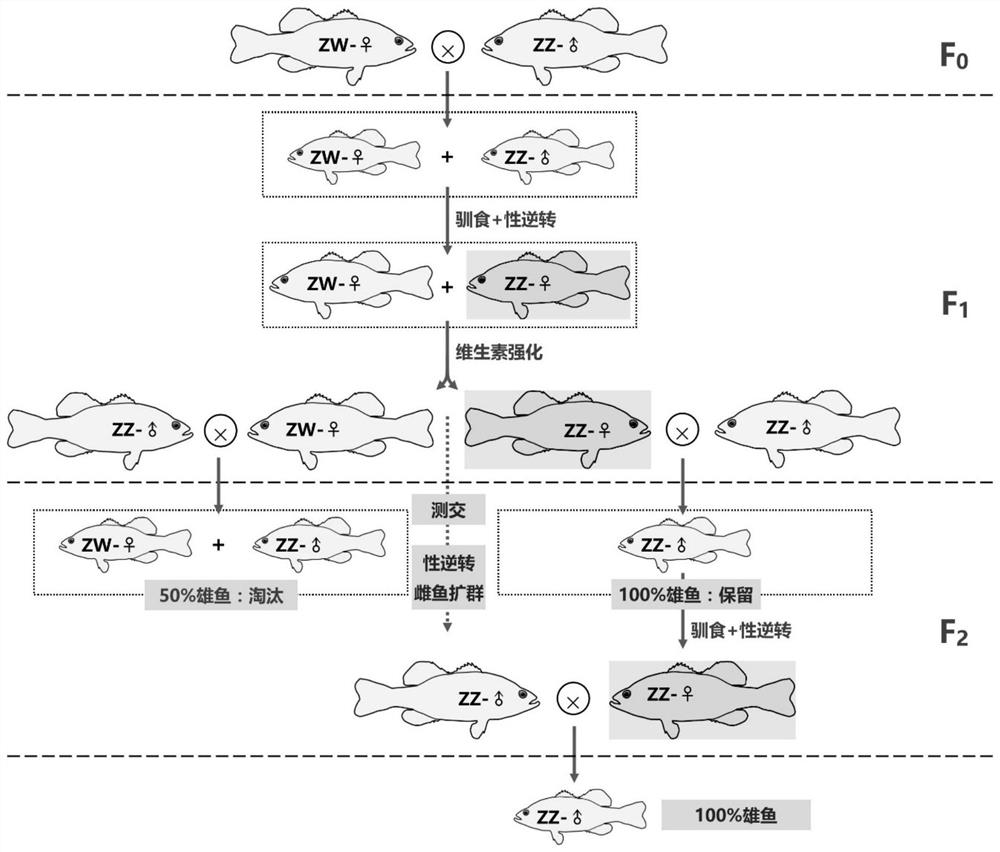 Establishment method of all-male micropterus salmoides production system