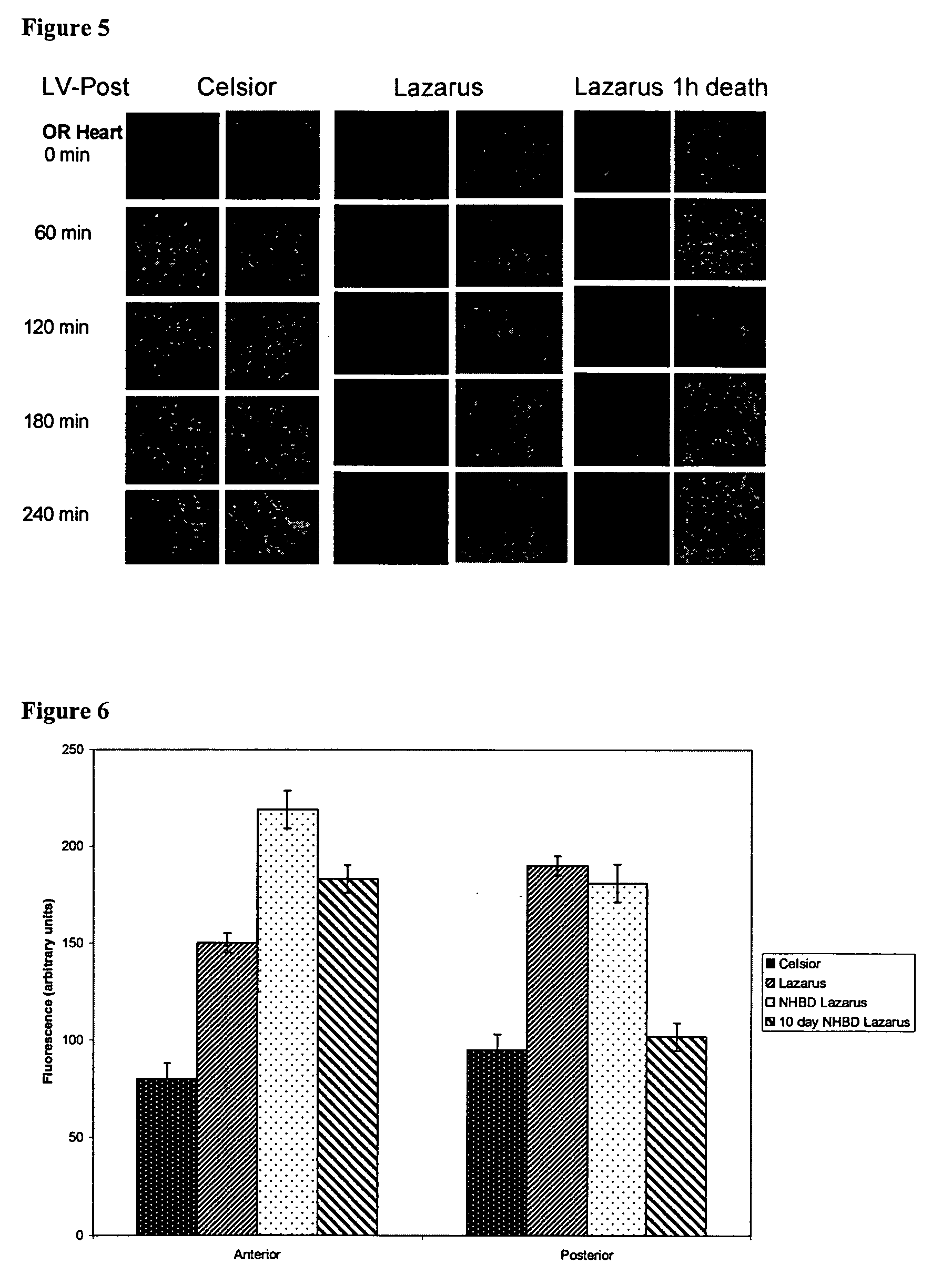 Compositions and methods for tissue preservation