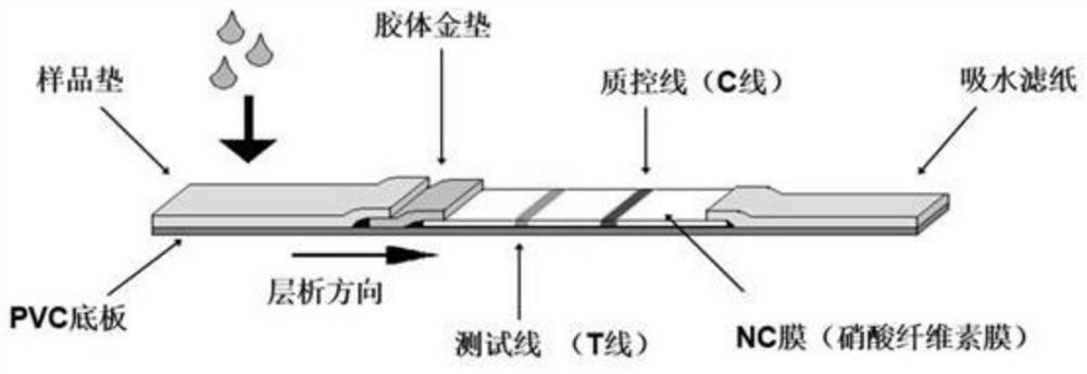 Hepatitis C virus antibody rapid test strips