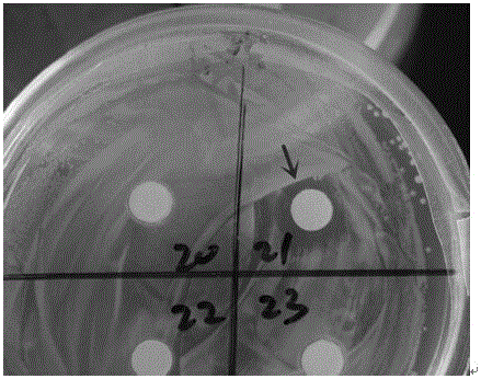 Prawn feed containing rhodobacter capsulatus strain and application thereof