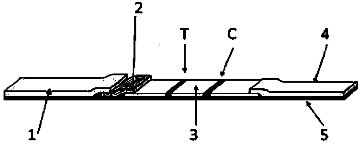 Influenza B virus IgA (immunoglobulin A) antibody immunofluorescence assay test strip and preparation method, detection method and application thereof