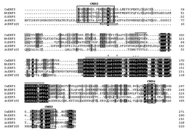 Hot pepper adipocyte protein 2 (AP2)/ethylene responsive factor (ERF) transcription factor gene and application thereof