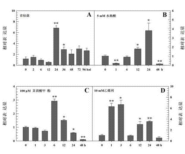 Hot pepper adipocyte protein 2 (AP2)/ethylene responsive factor (ERF) transcription factor gene and application thereof
