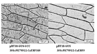 Hot pepper adipocyte protein 2 (AP2)/ethylene responsive factor (ERF) transcription factor gene and application thereof