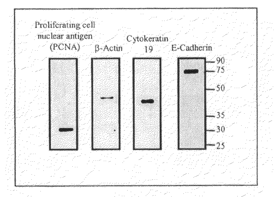 Protein Extraction buffer, a kit comprising it and method of its use