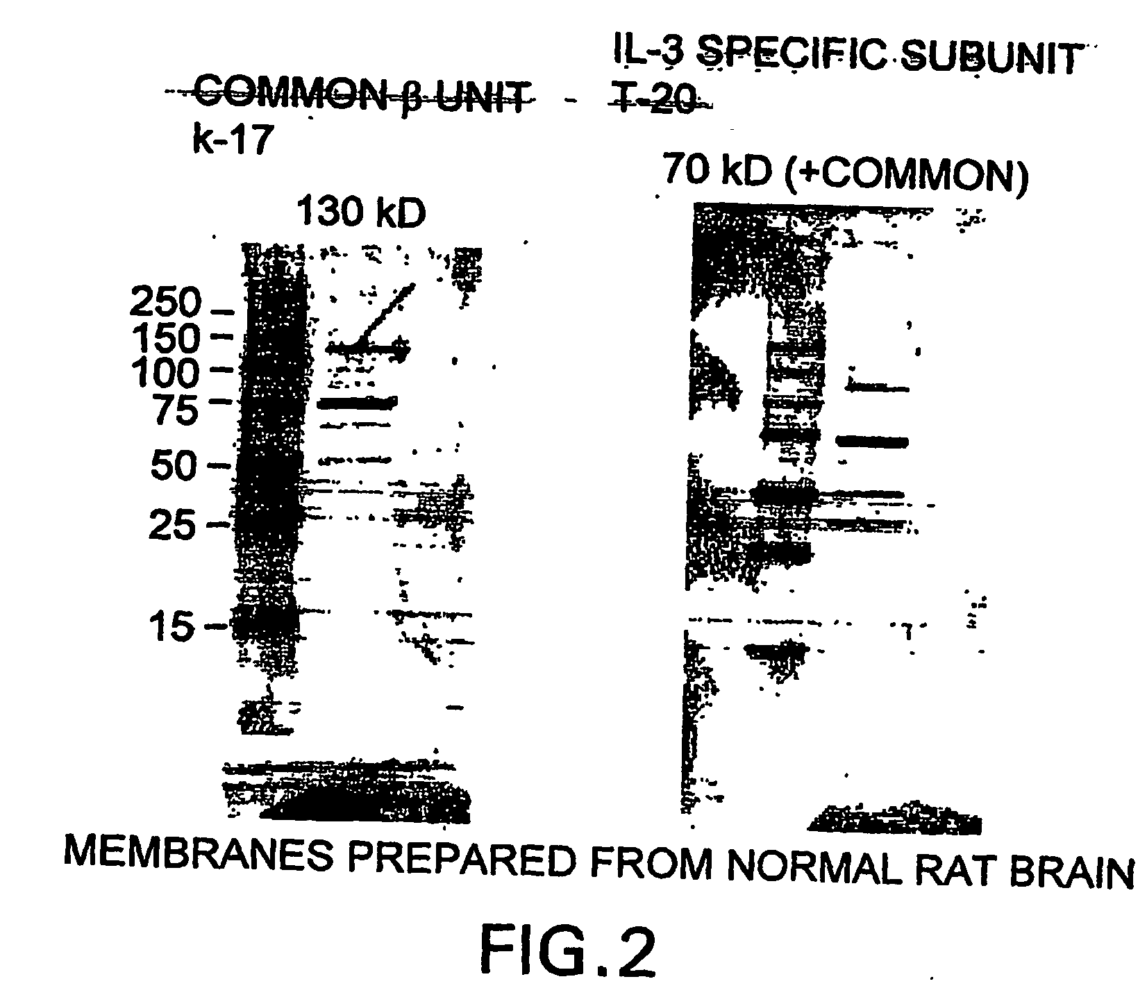 Tissue Protective Cytokine Receptor Complex, Assays for Identifying Tissue Protective Compounds and Uses Thereof