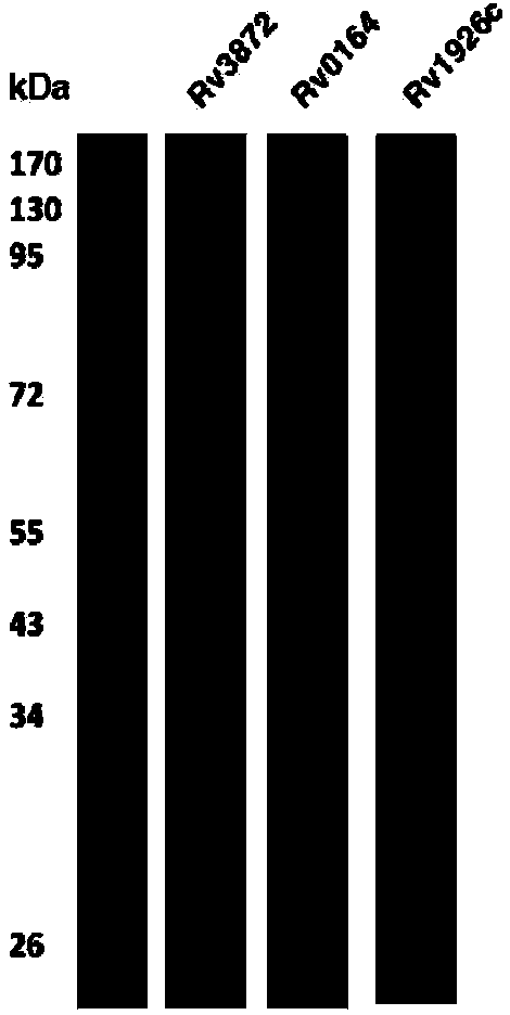 Application of proteins of Rv3872, Rv0164 and/or Rv1926c in developing and/or designing product with functions of identification, diagnosis, auxiliary diagnosis, screening and/or auxiliary screening of active tuberculosis