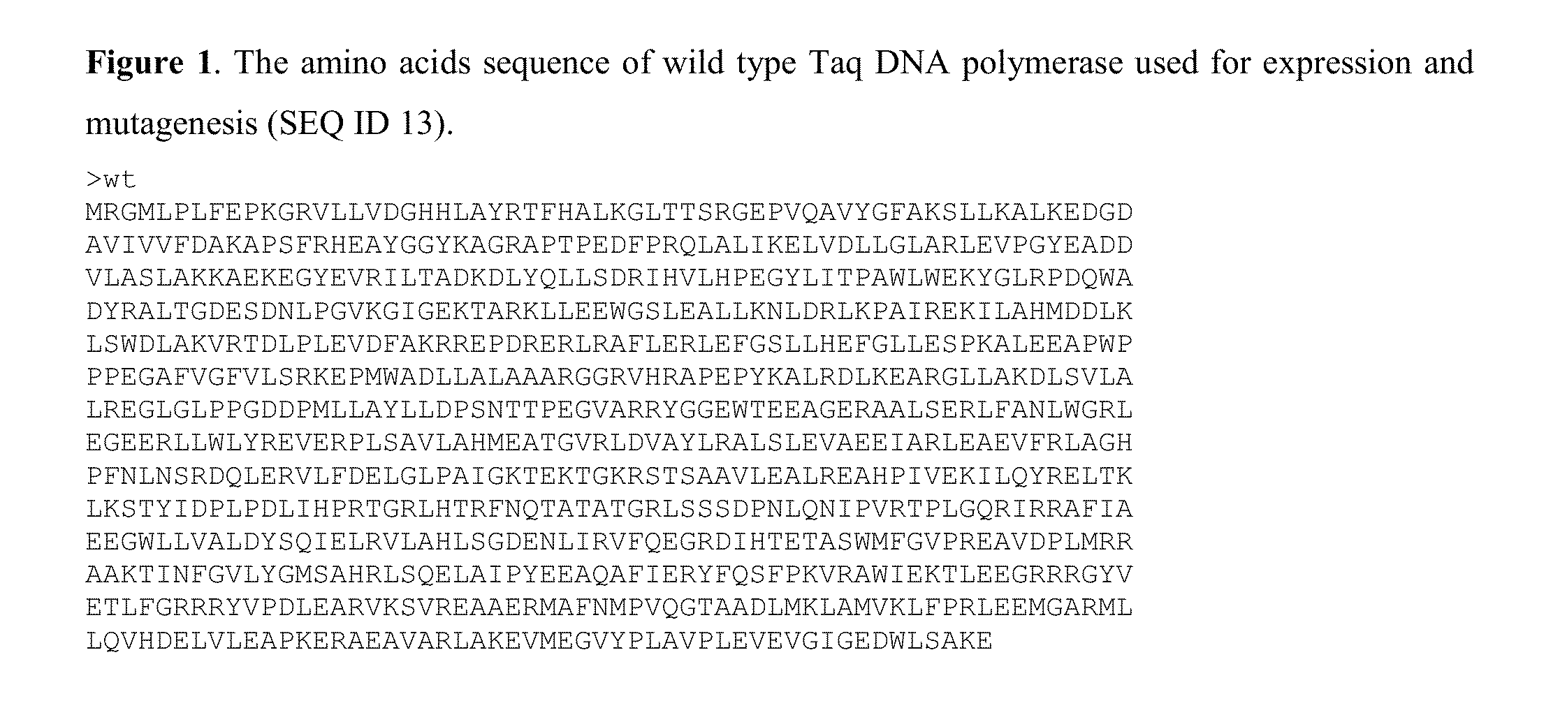 DNA Polymerases
