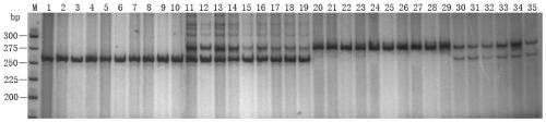 A method for identification of sea bream germplasm and its application