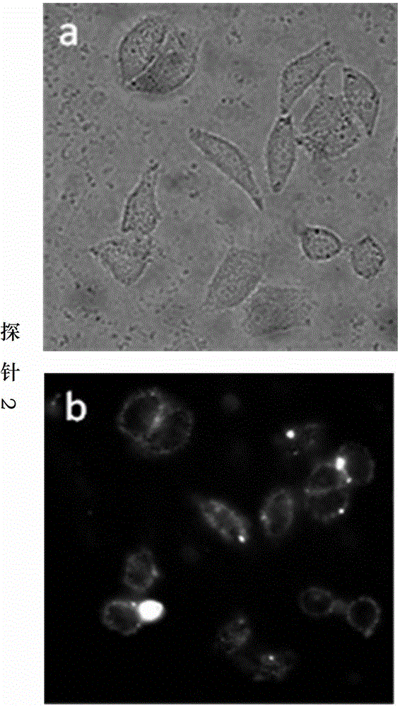 Phosphorthioate-modified oligonucleotide fluorescence probe and application thereof in detection of nuclease
