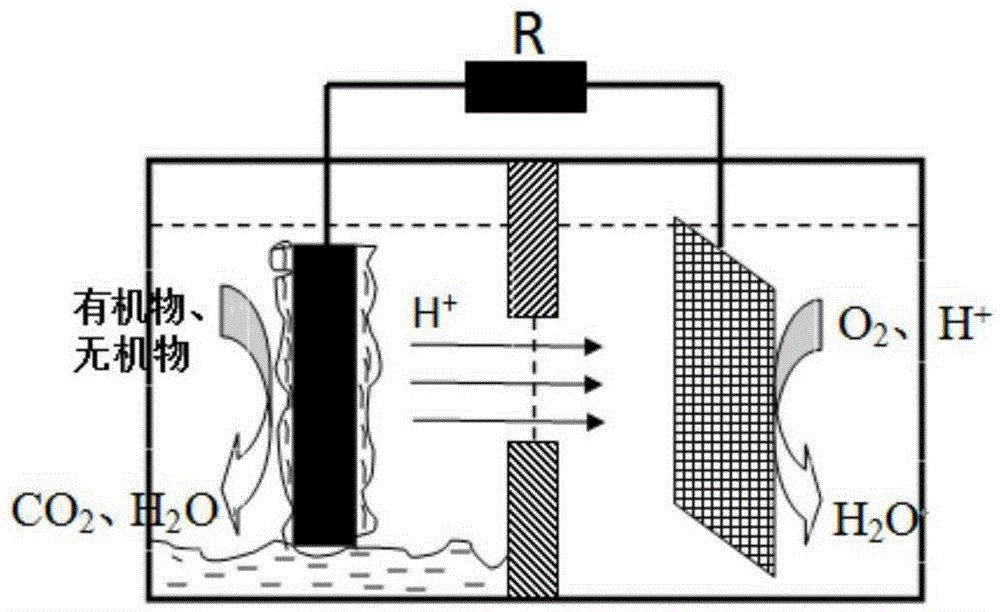 Method for coking wastewater degradation and synchronous power generation by taking coking active bacterium as biocatalyst