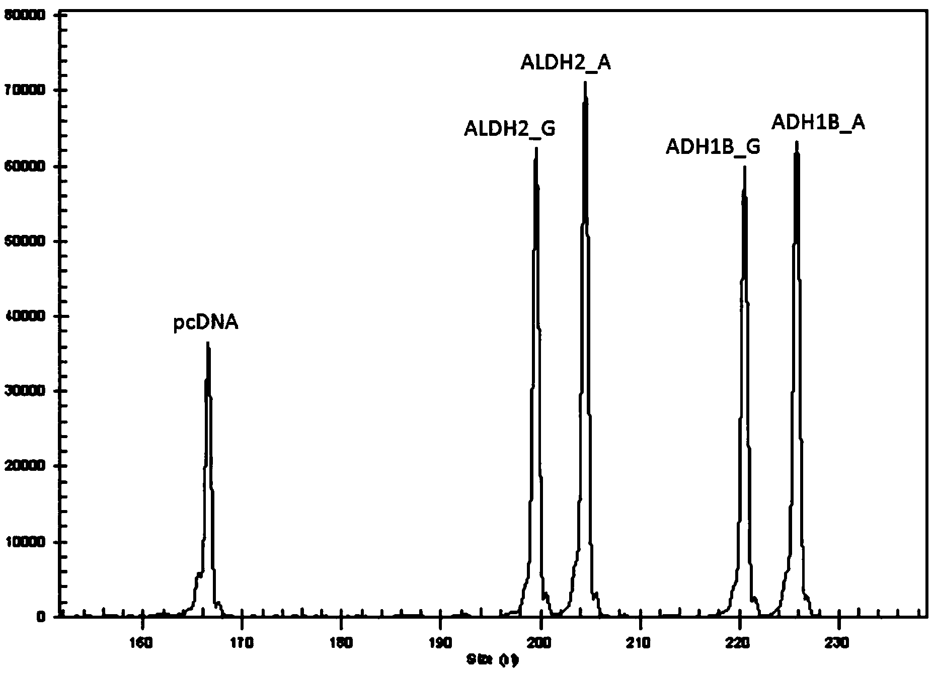 Primer composition for guiding nitroglycerin medication and healthy drinking, multiple gene detection kit and use method of kit