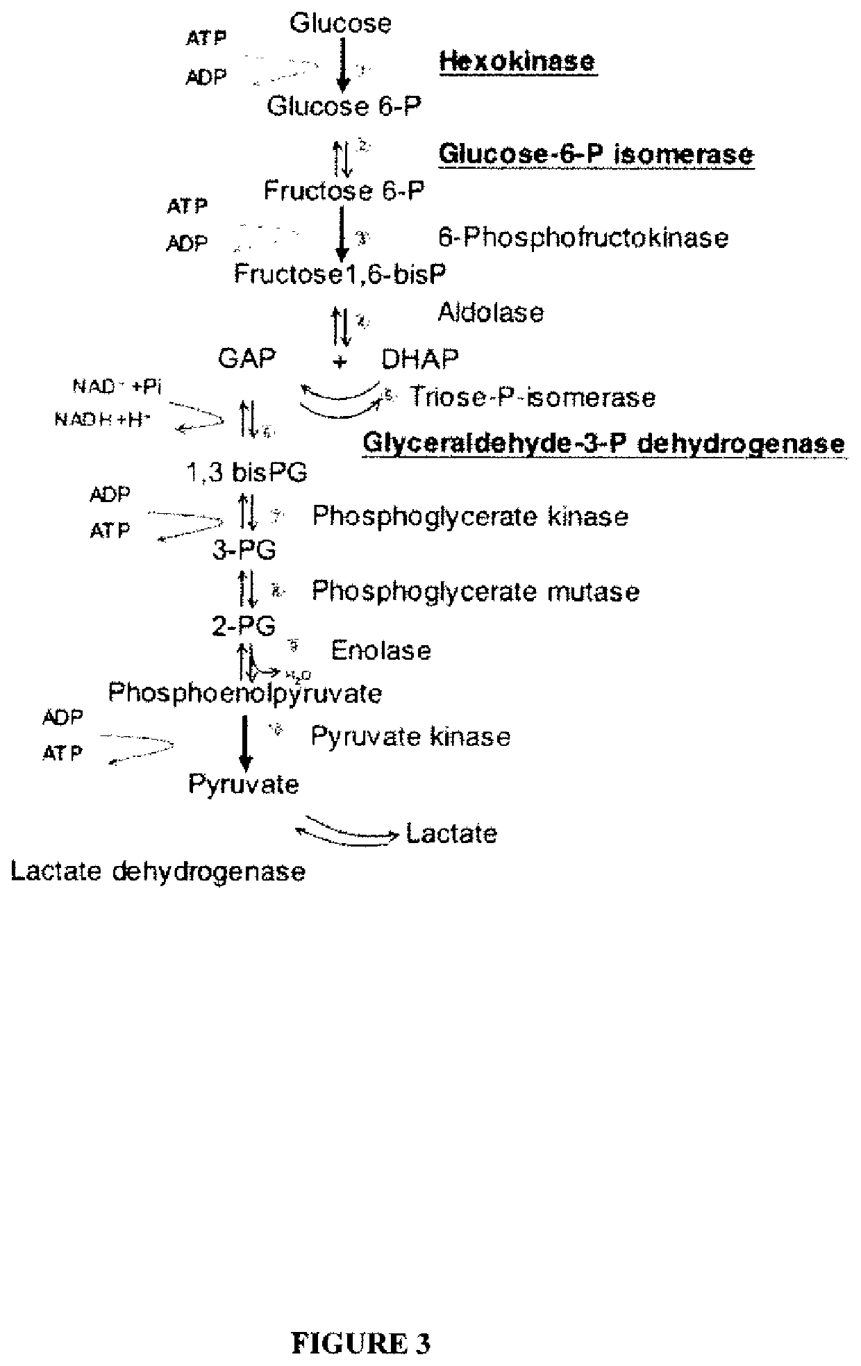 System for production of adenosine triphosphate