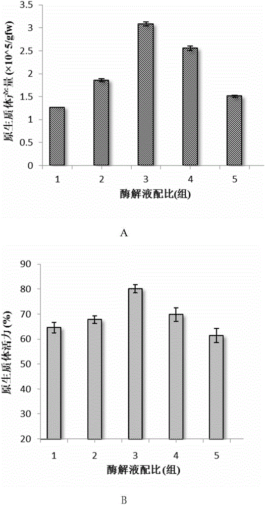 Tripterygium wilfordii protoplast separation and instantaneous conversion method