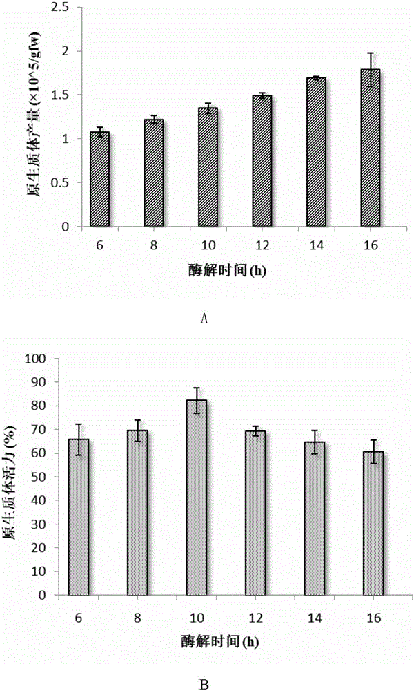 Tripterygium wilfordii protoplast separation and instantaneous conversion method