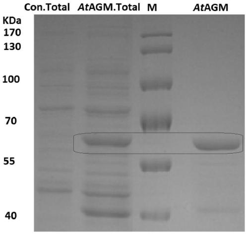 Acetylglucosamine phosphate mutase atagm coding gene and its enzyme, preparation, application and enzyme activity detection method