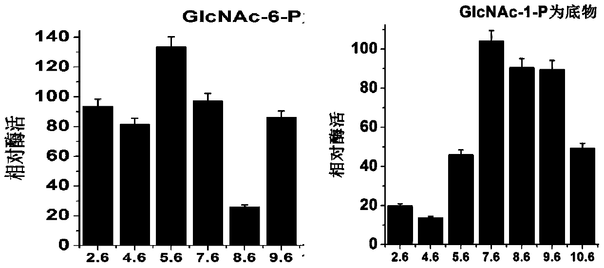 Acetylglucosamine phosphate mutase atagm coding gene and its enzyme, preparation, application and enzyme activity detection method