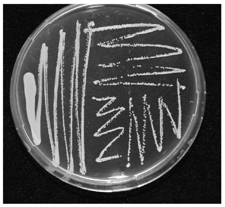 AHLs quenching bacterium and application thereof in control of pathogenic bacteria depending on AHLs