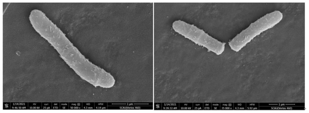 AHLs quenching bacterium and application thereof in control of pathogenic bacteria depending on AHLs