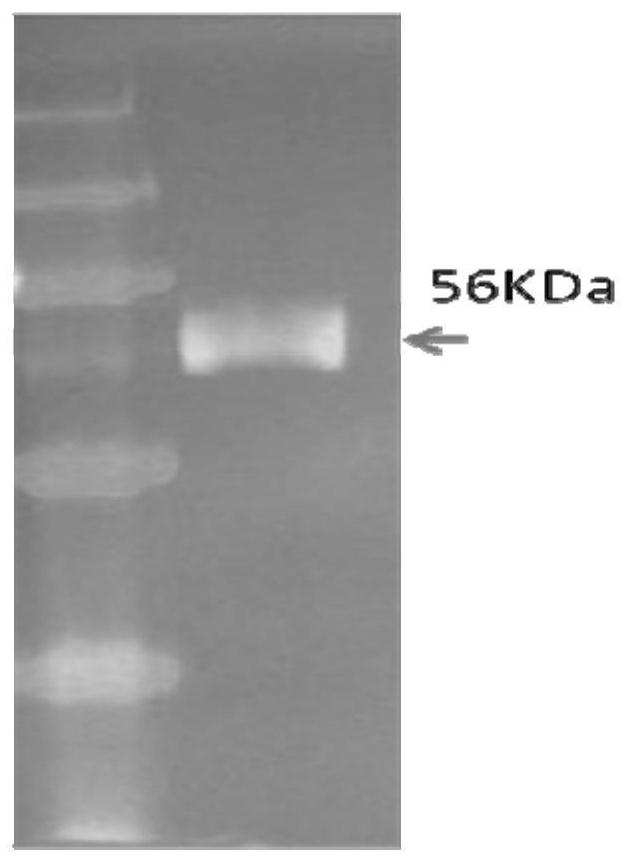 Multi-specific single chain antibody and application thereof