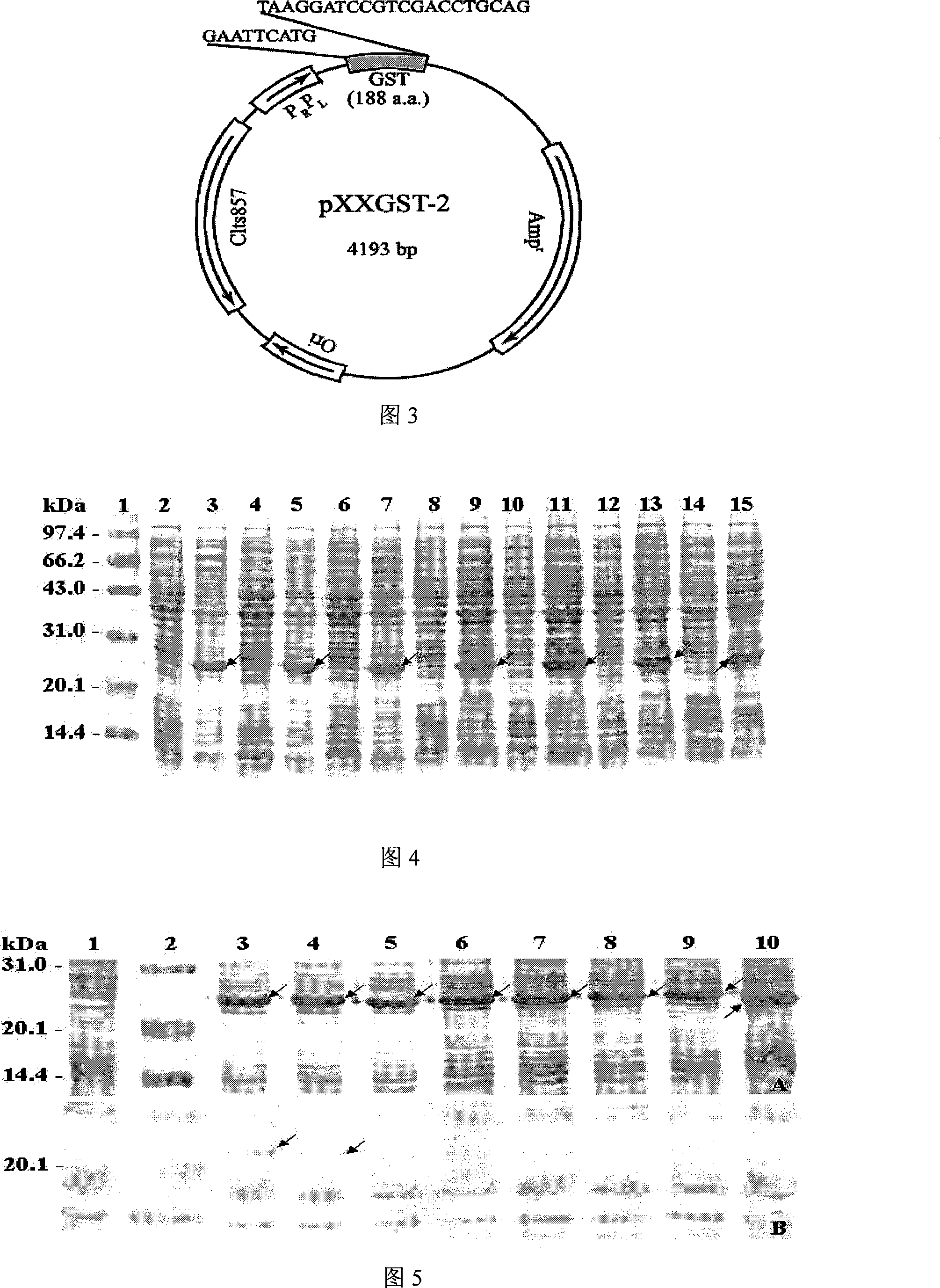 Cropping GST protein thermal induction fusion expression plasmid and preparation method thereof