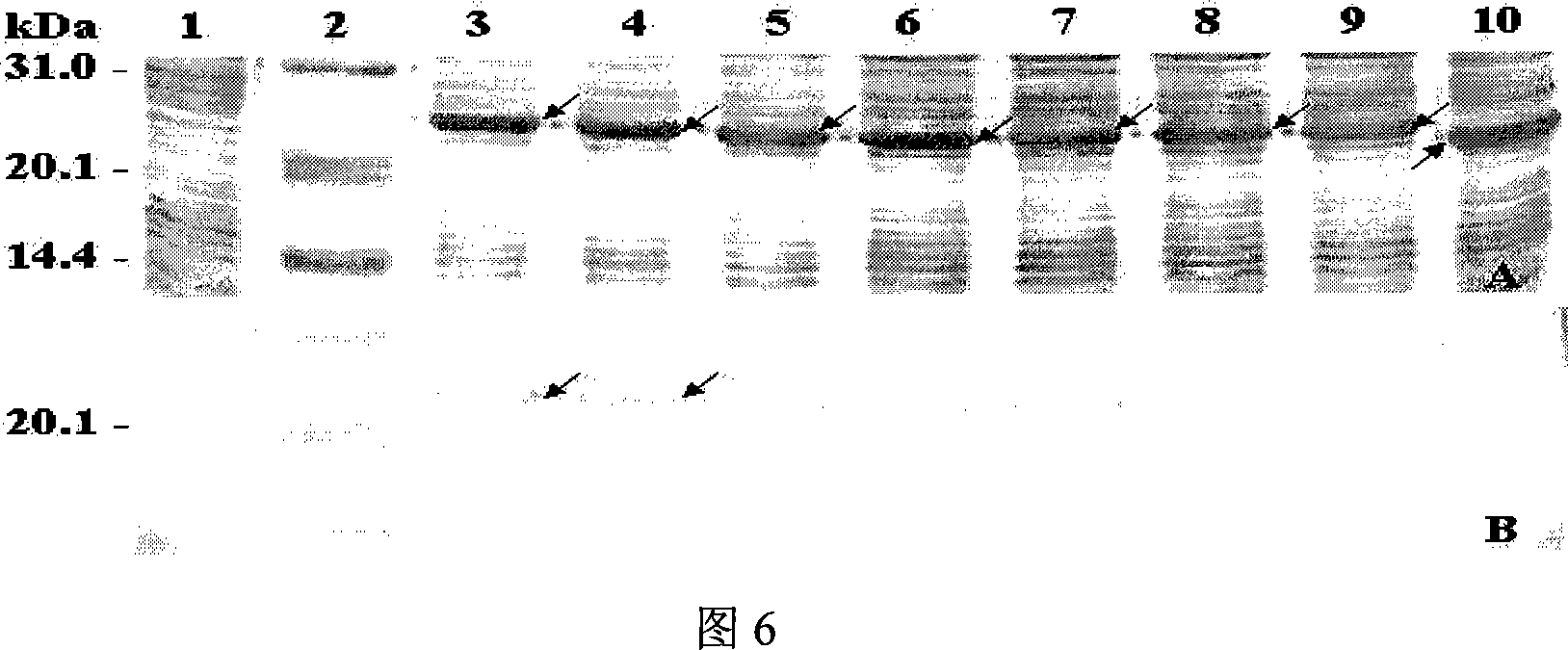Cropping GST protein thermal induction fusion expression plasmid and preparation method thereof
