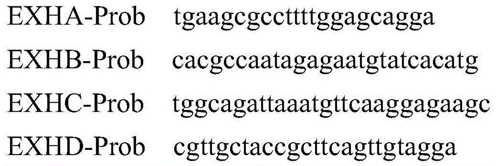 Multiple-fluorescence PCR detection method and kit for S.hyicus exfoliative toxin types