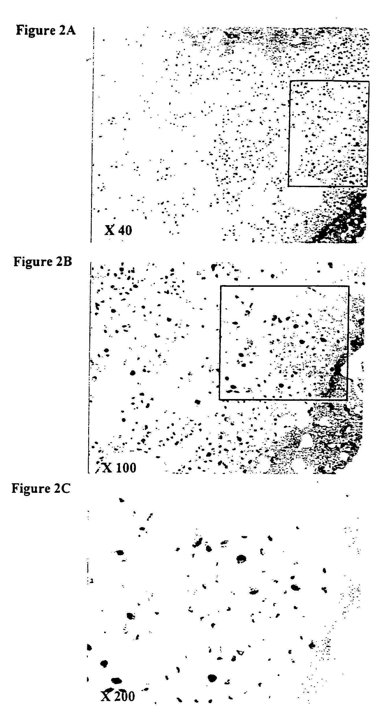 Freeze-dried fibrin matrices and methods for preparation thereof