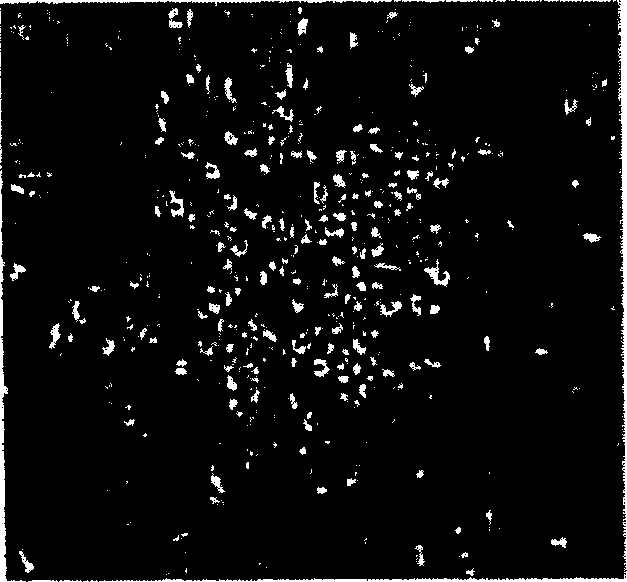 Method of isolating and culturing mesenchymal stem cell derived from umbilical cord blood