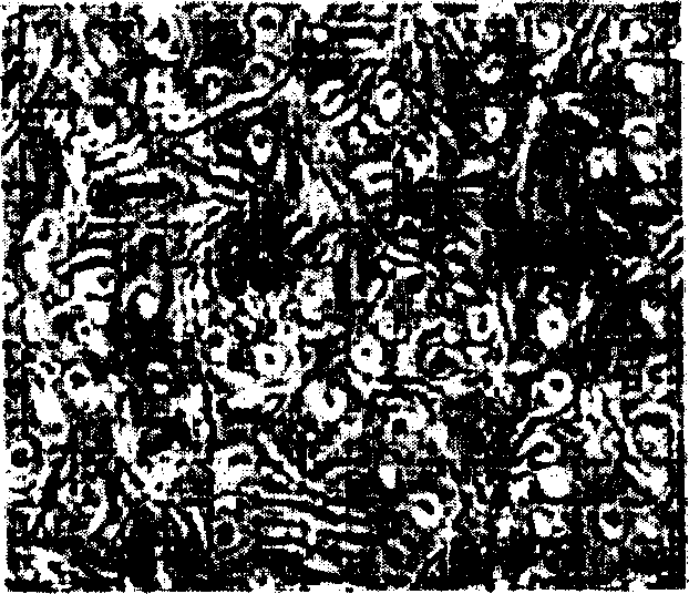 Method of isolating and culturing mesenchymal stem cell derived from umbilical cord blood