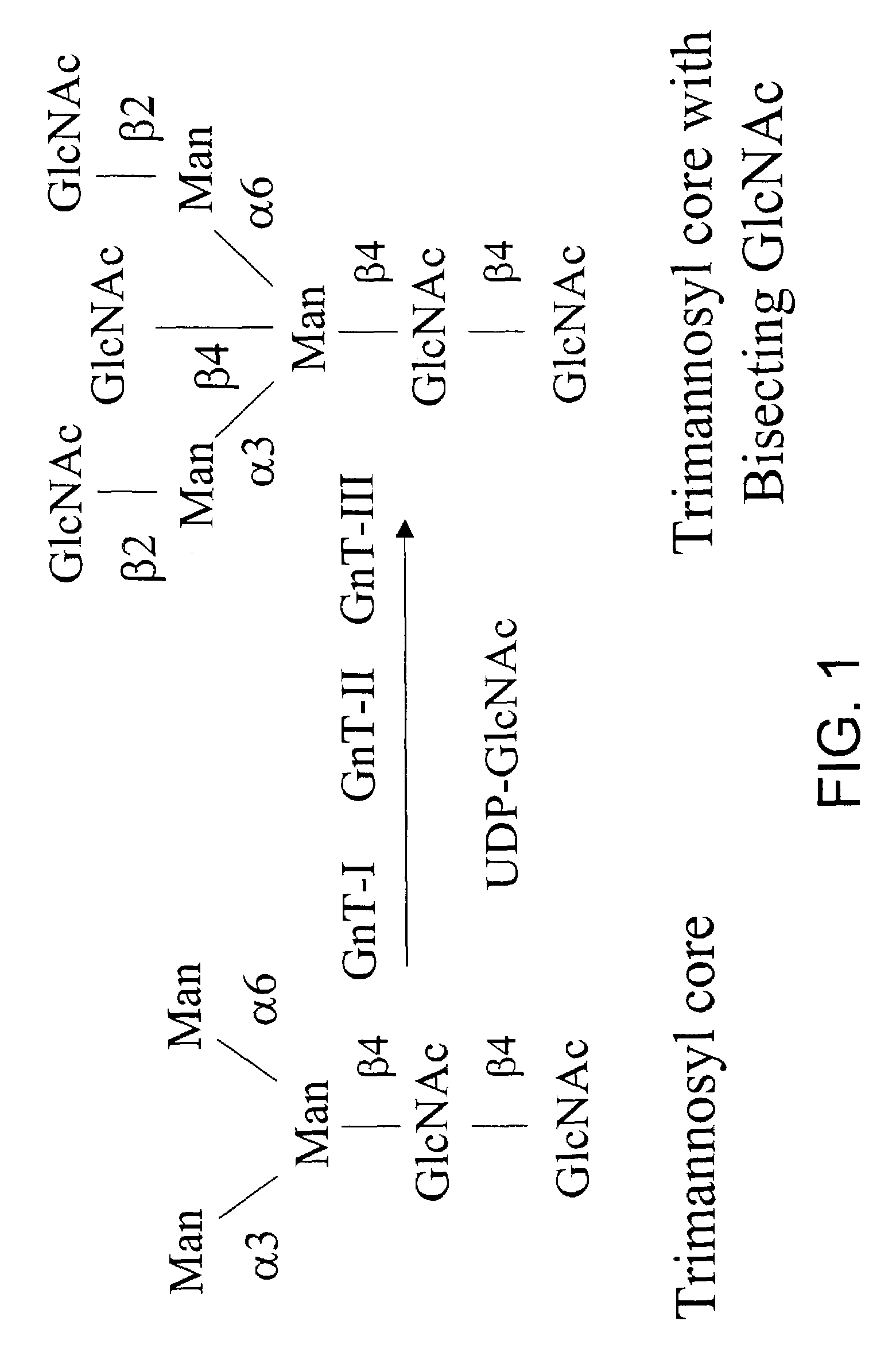 Sialic acid nucleotide sugars