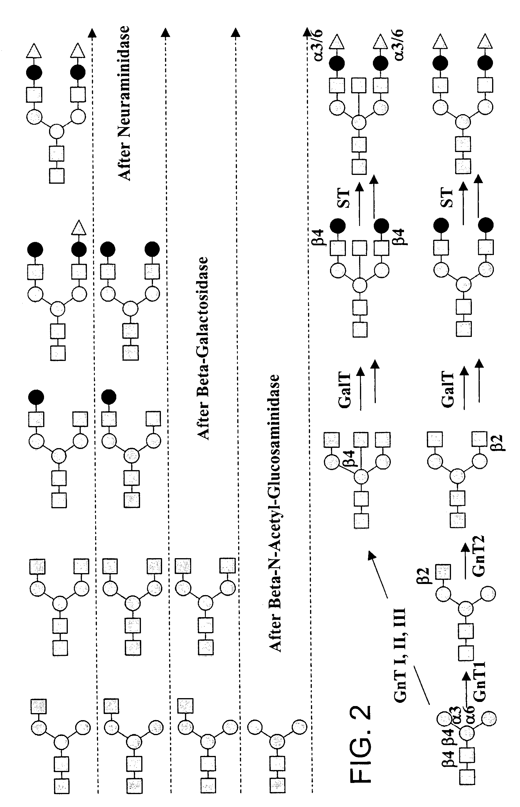 Sialic acid nucleotide sugars