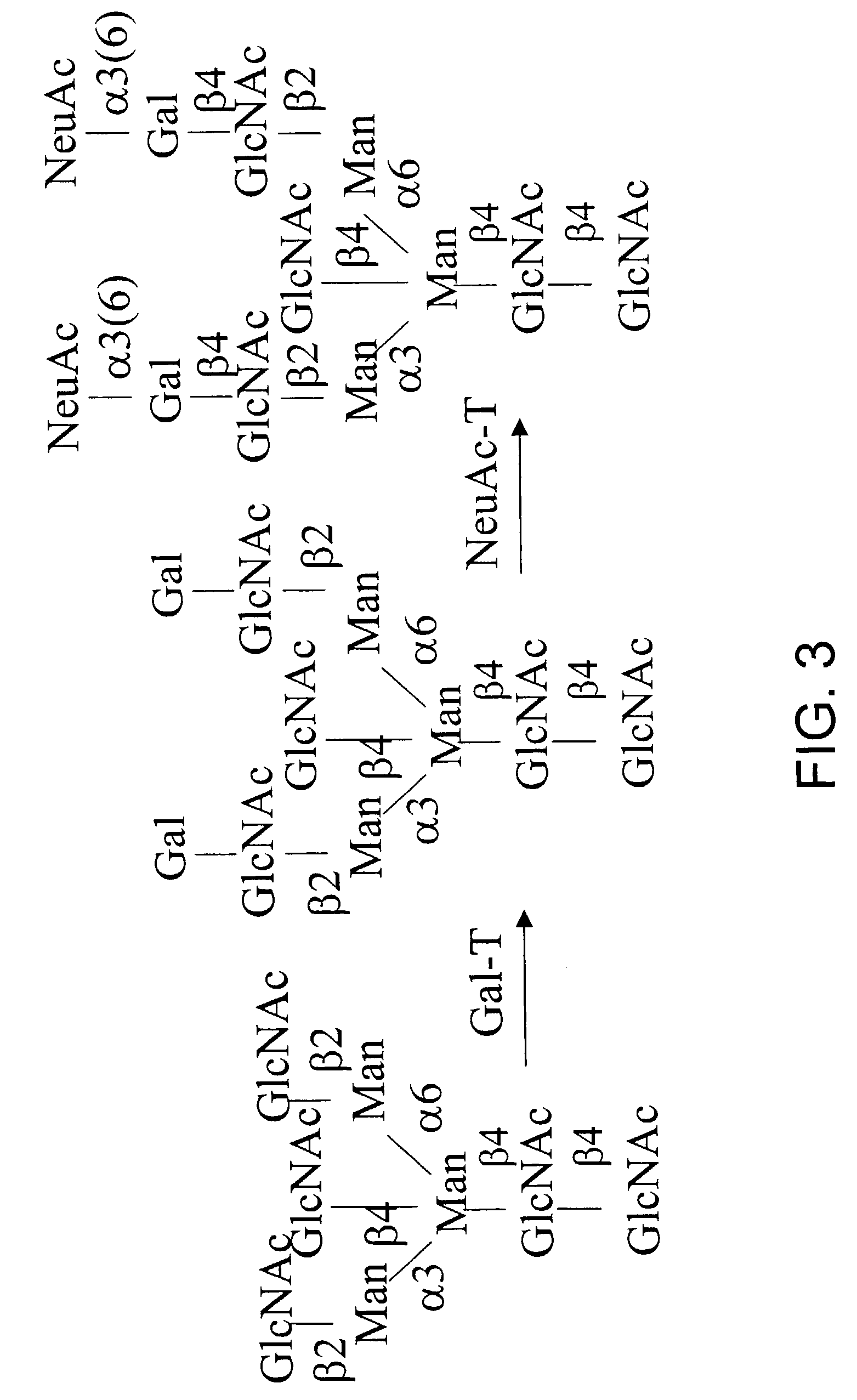 Sialic acid nucleotide sugars