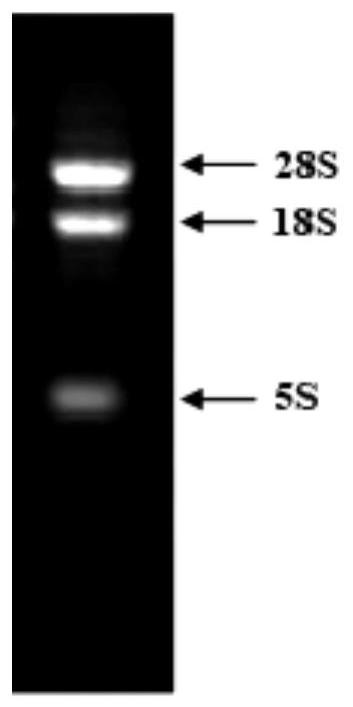 Moso bamboo petcp10 protein with the function of controlling leaf curling and its application